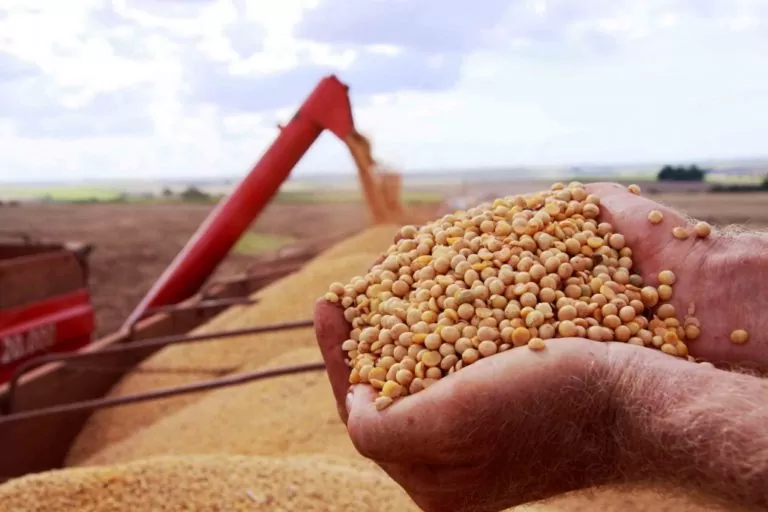O Produto Interno Bruto (PIB) do agronegócio brasileiro, cresceu 8,36% em 2021. Os dados foram calculados pelo Centro de Estudos Avançados