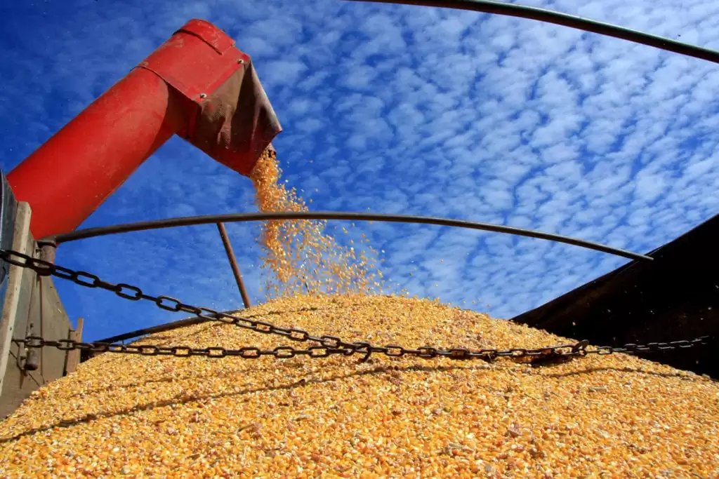 A exportação dos produtos agrícolas, com destaque para a segunda safra de milho, está movimentando o mercado de frete marítimo