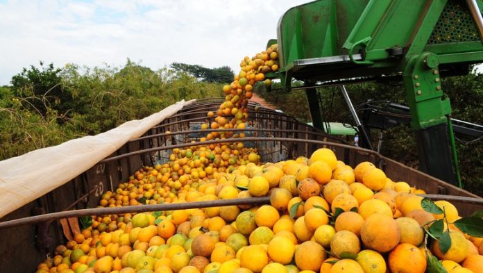 A colheita de laranja começou nas principais áreas produtoras no país. Com o clima favorável, a produção da laranja deve ser 36% maior