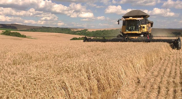 No Rio Grande do Sul, produtores de trigo estão preocupados com o excesso de chuva. Isso porque a umidade está prejudicando as lavouras