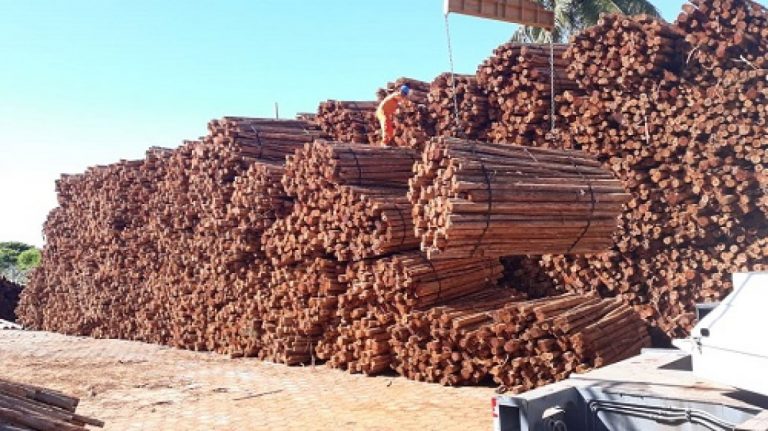 Porto de Ilhéus retoma movimentação de madeira após suspensão da atividade desde março por conta da pandemia. No dia 26 de outubro.
