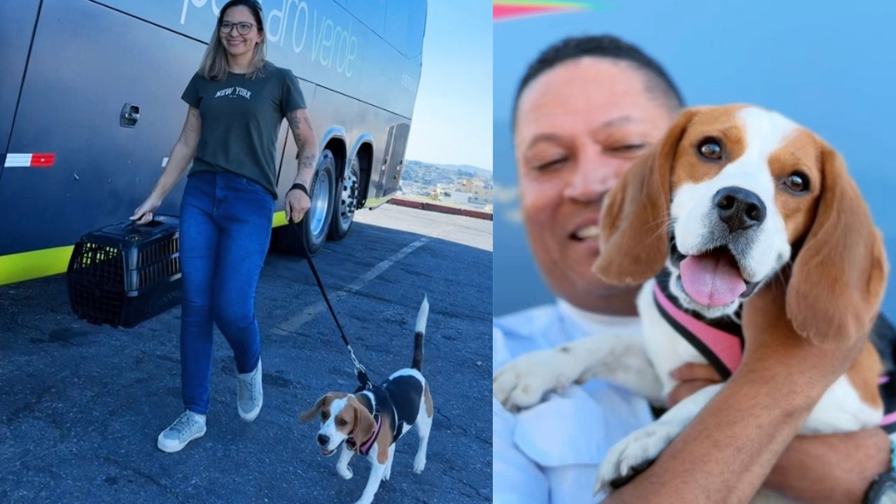 Pets podem embarcar em rotas intermunicipais da Pássaro Verde
